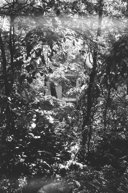 A wooded landscape near Avándaro