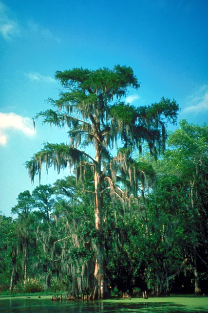 Bald cypress in the Atchafalaya Basin