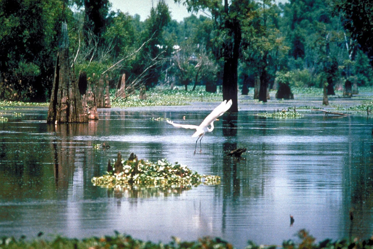 Atchafalaya Basin landscape in Louisiana