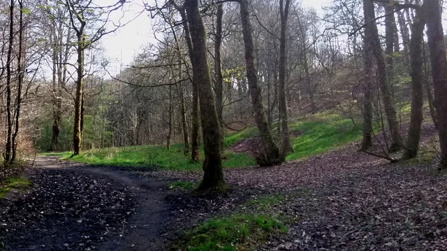Dobb Wood in Ashworth Valley