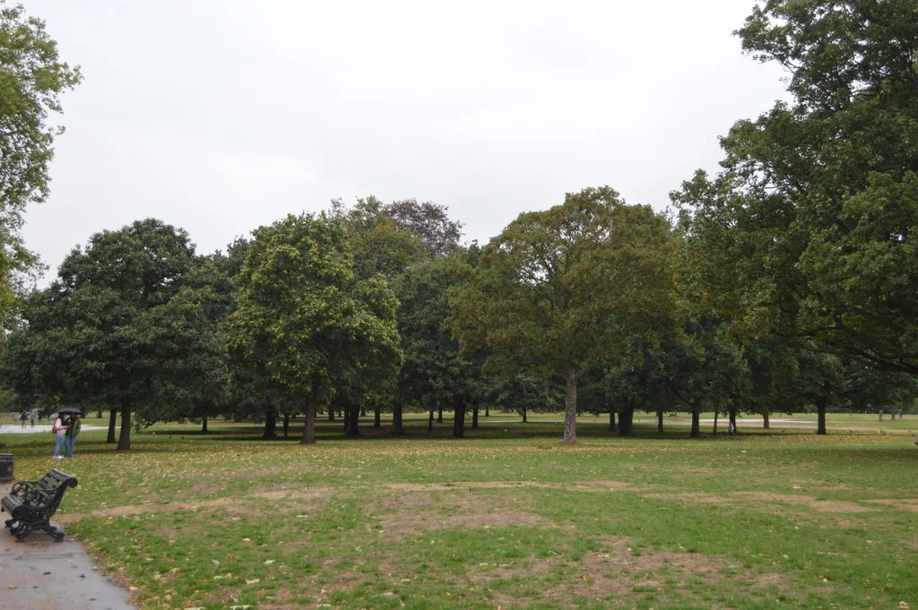 Open grass and mature trees in Hyde Park, London