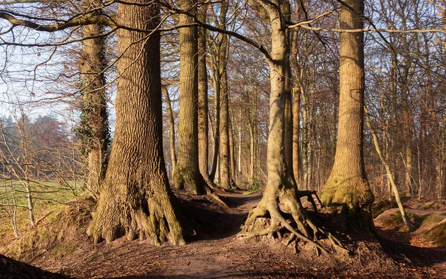 Wooded landscape at Grote Veld near Lochem