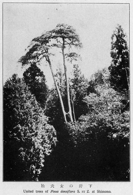 Red pine trees in the Nakatsugawa region