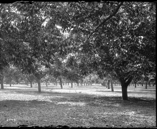 A historical Orange County walnut grove