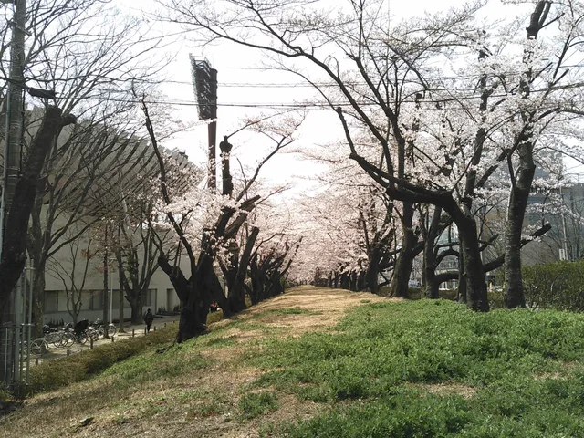 Cherry trees in Kaiseizan Park