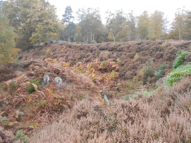 Landscape at Caesar's Camp, Bracknell Forest
