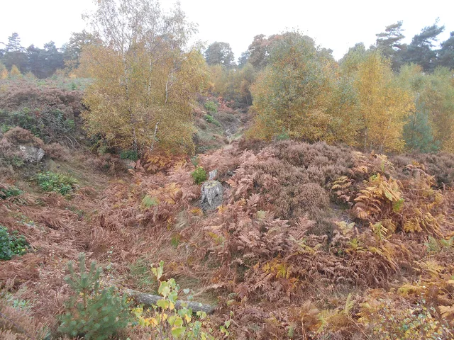 Woodland at Caesar's Camp