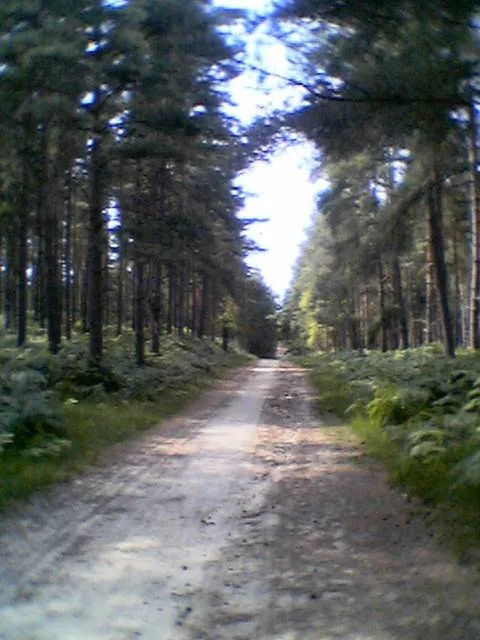 Bracknell Forest towards Caesar's Camp
