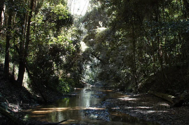 Ourimbah Creek in the wooded landscape of New South Wales