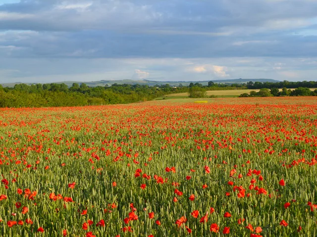 Farmland at Watchfield in Oxfordshire