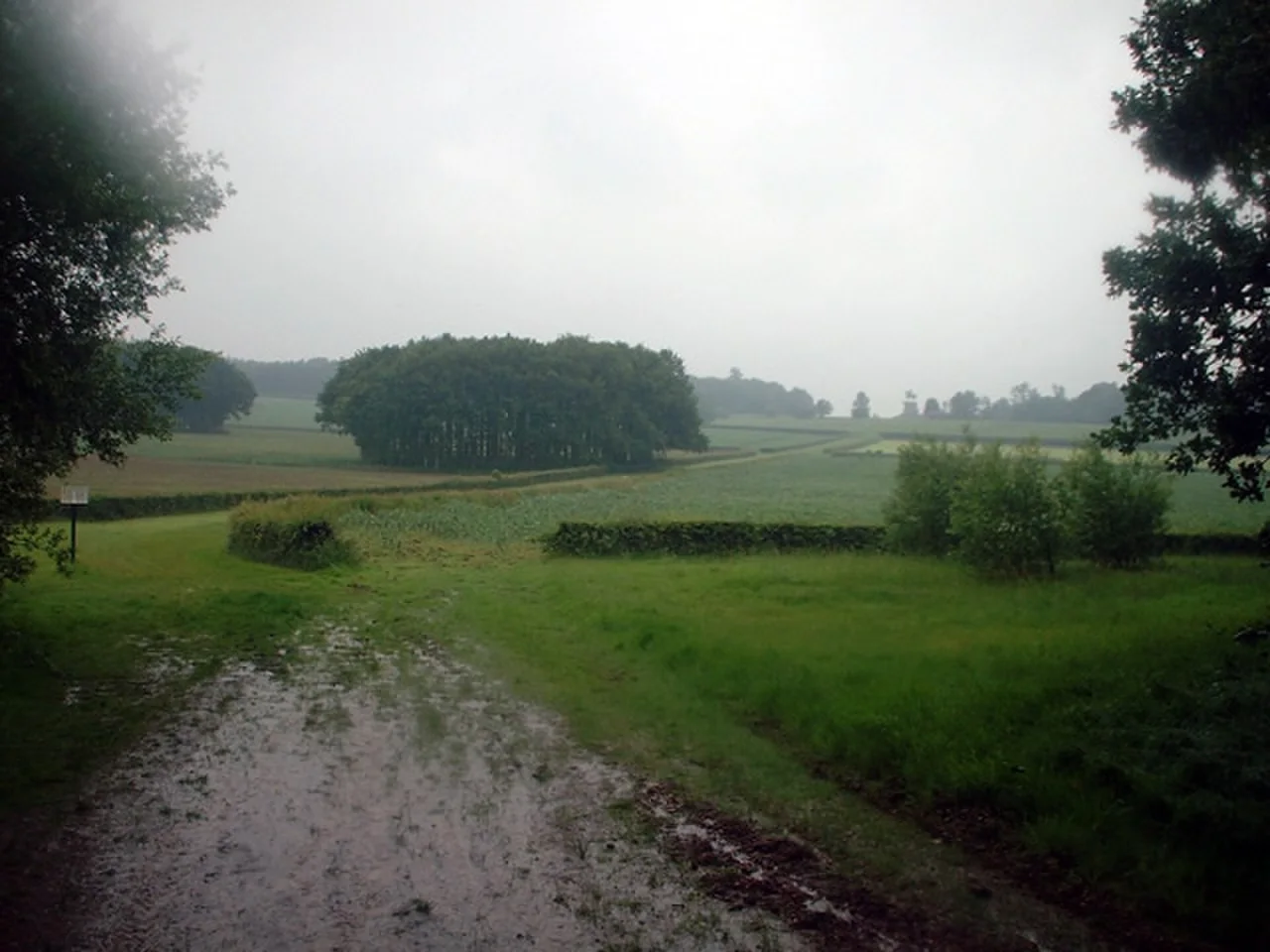 Windsor Great Park landscape