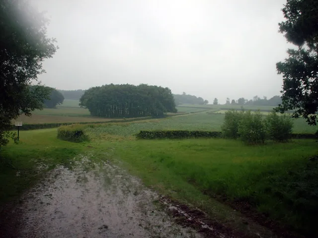 Windsor Great Park landscape